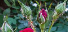 FAQ What are the bugs on my Roses?