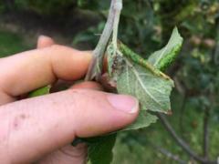 FAQ What are the bugs on my Roses?