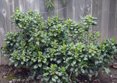 Invasive Daphne Spring Flowering
