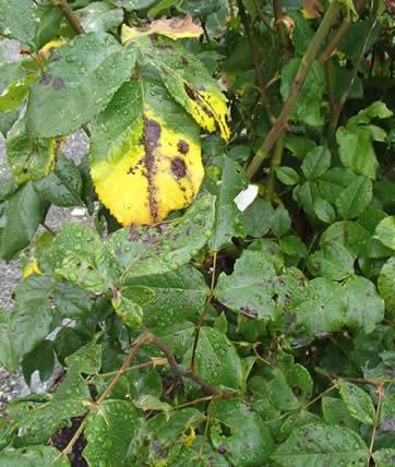 Roses black spots