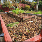 a garden bed mulched with leaves.