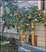 A protective netting placed over an apple tree against a house.