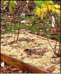 Seedless straw in a garden bed.