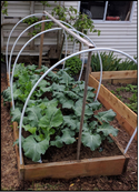 A hoop structure over a garden bed filled with kale plants.