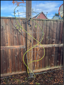 a pruned climbing rose plant against a fence.