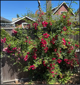 A rambling rose bush with red flowers against a wooden fence.