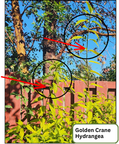 a large tree with arrows pointing to "leggy" branches.