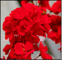 red Geranium flowers.