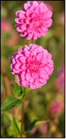 Pink Dahlia flowers.