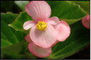 Pink tuberous begonia flowers.