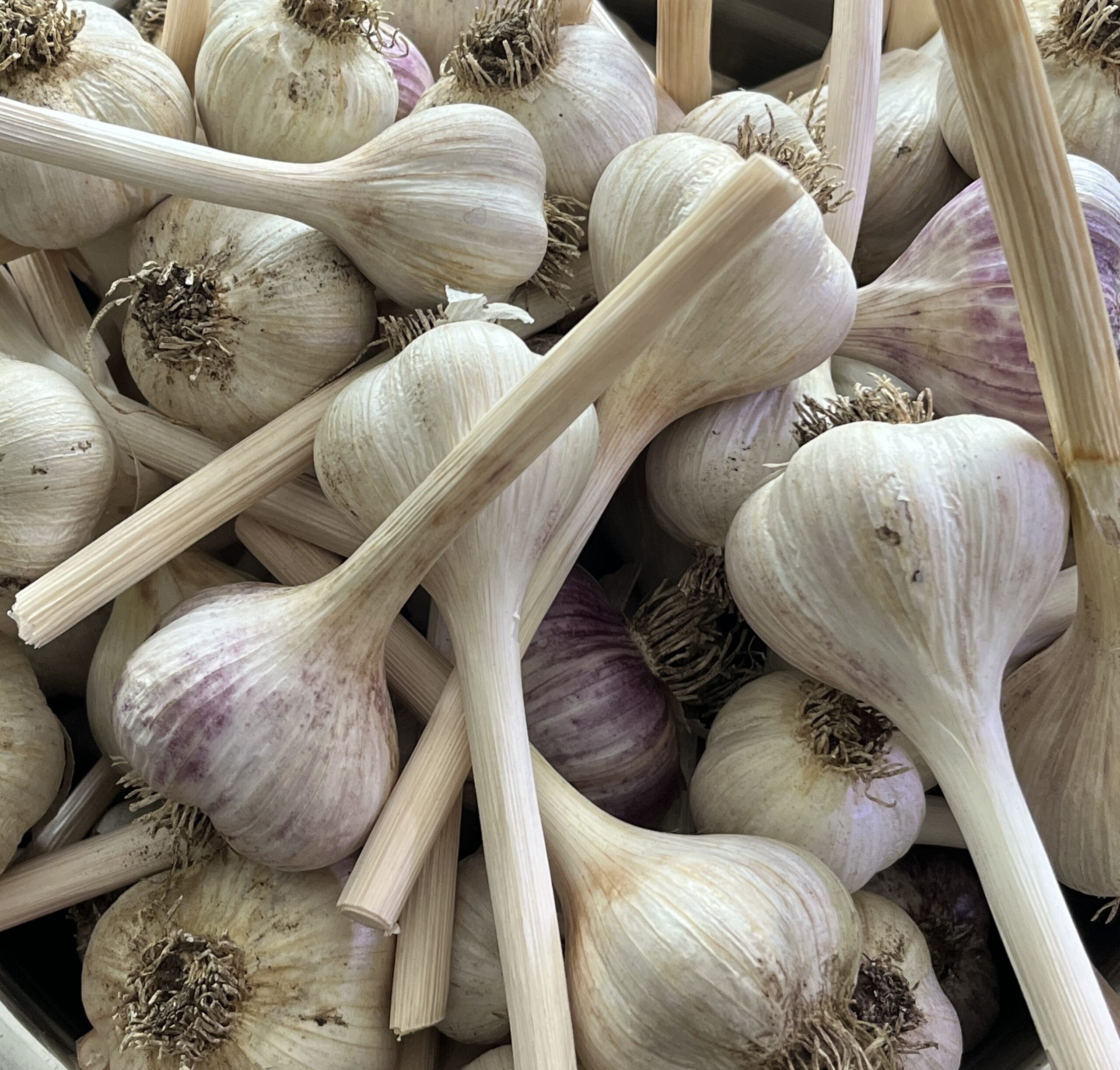 A close up of many garlic bulbs.