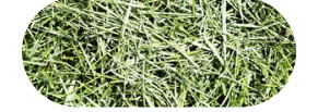 A pile of grass clippings.