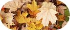 a pile of autumn leaf mulch.