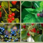 4 images of berries, image 1 red currents, image 2 blackberries, image 3 blueberries, image 4 strawberries