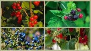 4 images of berries, image 1 red currents, image 2 blackberries, image 3 blueberries, image 4 strawberries