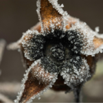 a frozen rose hip.