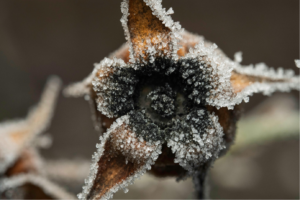 a frozen rose hip.